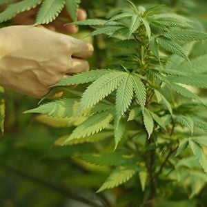 Aussie cannabis companies find footholds in the UK