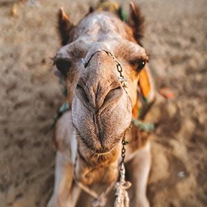 Aussie camel milk skincare products selected for Amazon Launchpad