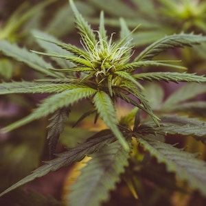 Rough start for Cann Global's return to the ASX