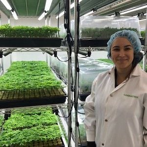 Cannatrek to begin medicinal cannabis production in Queensland