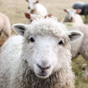 Watchdog gives green light to Elders rural retail acquisition