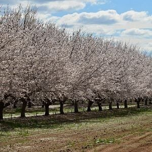 Rural Funds launches lawsuit against short seller Bonitas Research