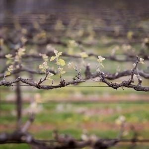 Rural Funds claims Bucephalus "slavishly repeated" Bonitas allegations