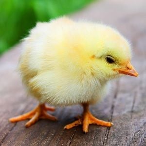Rural Funds exits poultry business for $72m