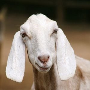 Bubs goats for gold with fresh Alibaba deal