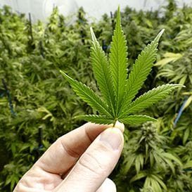 Canadian giant to shake up ASX cannabis space