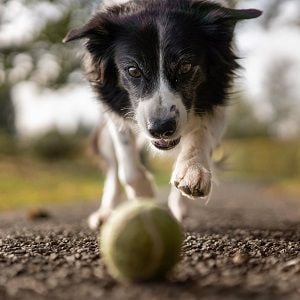 VetShop Australia celebrates 140 dog years in business