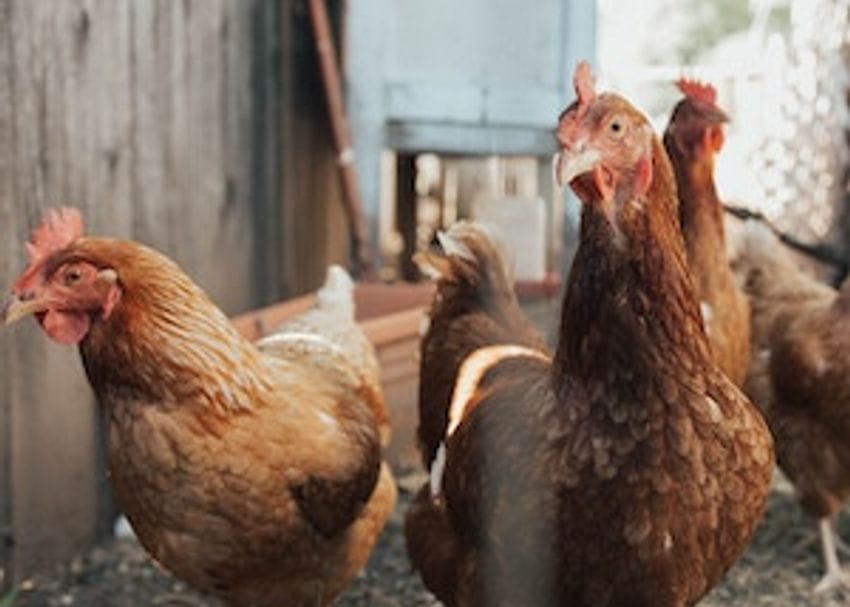 Rural Funds investors unsuccessful in bid to thwart sale of poultry business