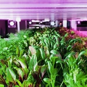 Stacked Farm, Australia's first fully robotic end-to-end vertical farm