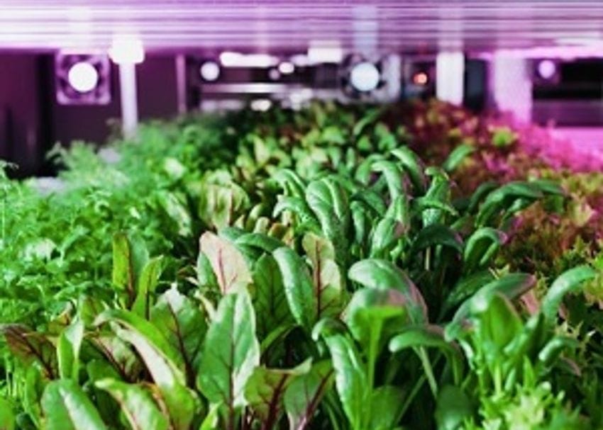 Stacked Farm, Australia's first fully robotic end-to-end vertical farm