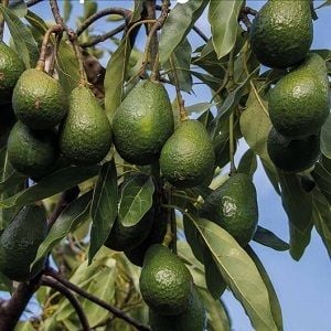 Terragen finds ground on ASX with biological ag solutions