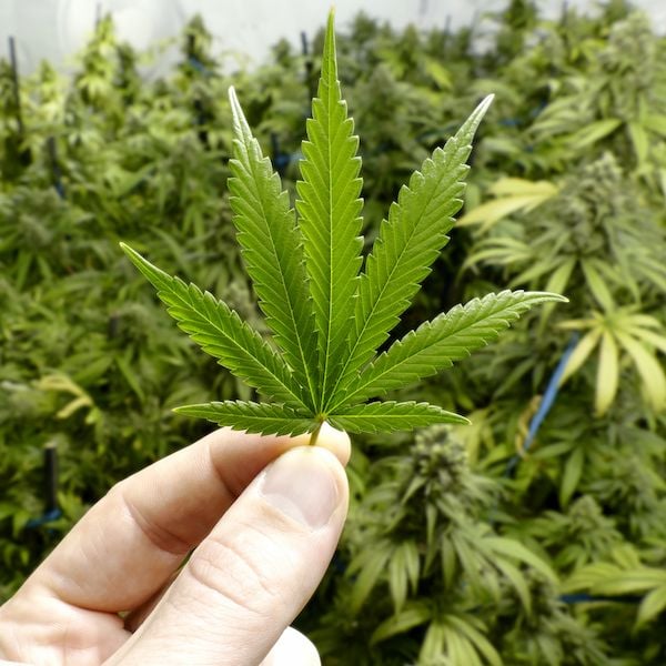 ECS Botanics poised for 2020 with new cultivation licence