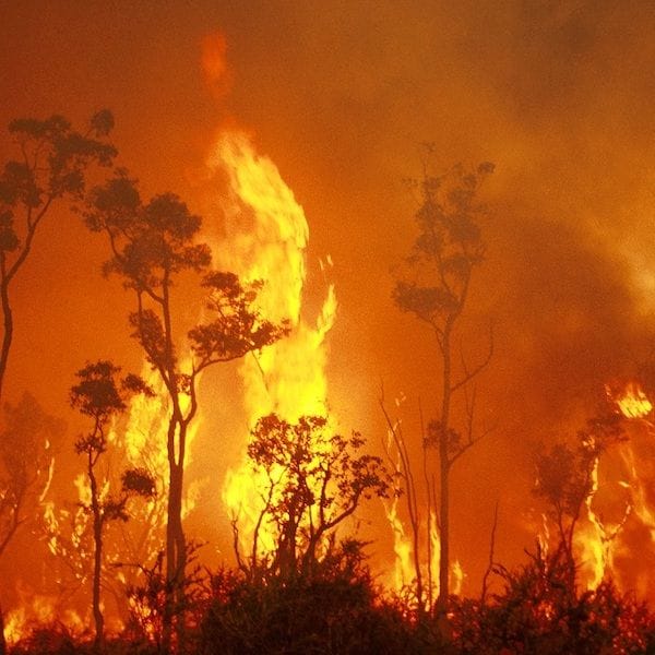 Australian businesses impacted by bushfires