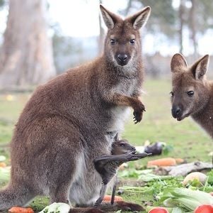 Companies dig deep for wildlife rescue and recovery