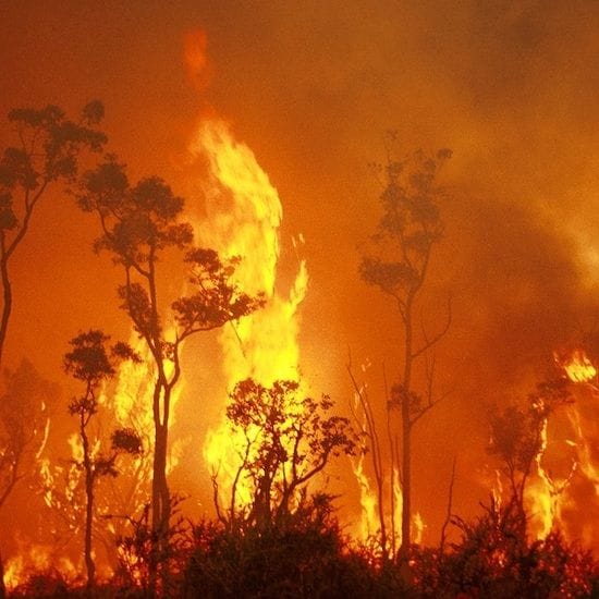 Kangaroo Island Plantation Timbers hit again by bushfires
