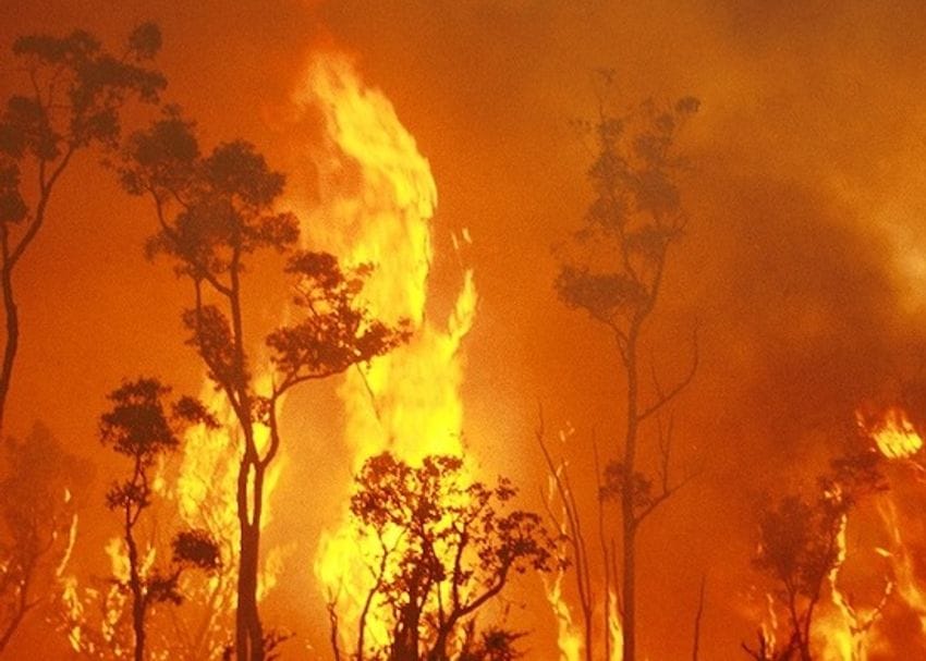 Kangaroo Island Plantation Timbers hit again by bushfires