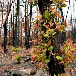 With costs approaching $100 billion, the fires are Australia's costliest natural disaster