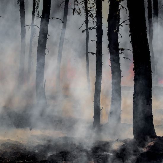 Kangaroo Island Plantation Timbers confirms 90% of trees "no longer productive"