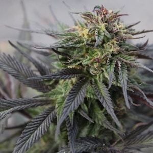 Medicinal cannabis facilities receive major project status