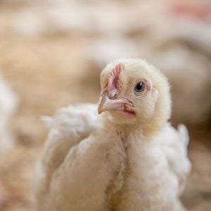 Why KFC needs to pay attention to Millennial concerns over chicken welfare
