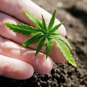 Creso Pharma takes its cannabis products to the Scandinavian market