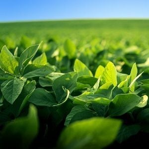Nufarm completes $1.19 billion South American asset sale