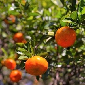 Growers welcome visa extensions to prevent "fruit rotting on trees" during pandemic Growers welcome visa extensions to prevent "fruit rotting on trees" during pandemic
