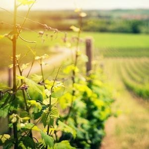 Bumper harvest for Australian Vintage leaves a profitable aftertaste