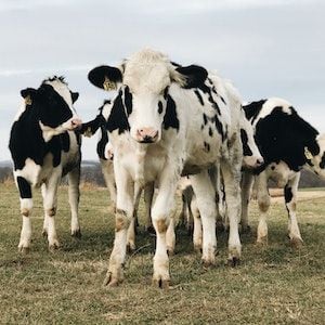 QLD Premier calls on Federal Government to settle its beef with China QLD Premier calls on Federal Government to settle its beef with China