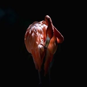 Last dance for Flamingo AI with all assets to be sold