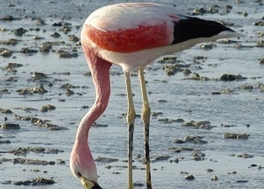 Flamingo AI may fold as fire sale falls through