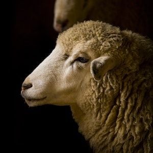 Animals Australia live export legal challenge fails in the Federal Court