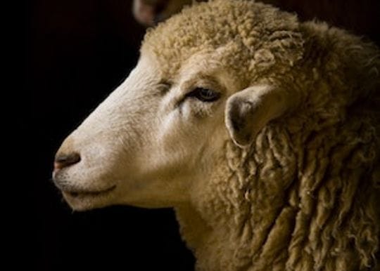 Animals Australia live export legal challenge fails in the Federal Court