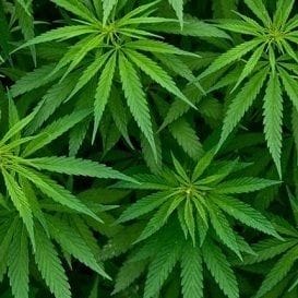 MGC Pharma bags vital medicinal cannabis import licence