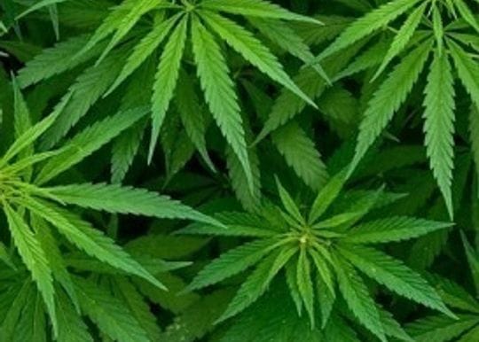MGC Pharma bags vital medicinal cannabis import licence