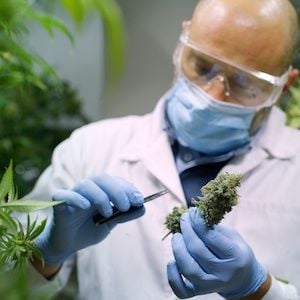 Creso Pharma secures $900k medicinal cannabis order