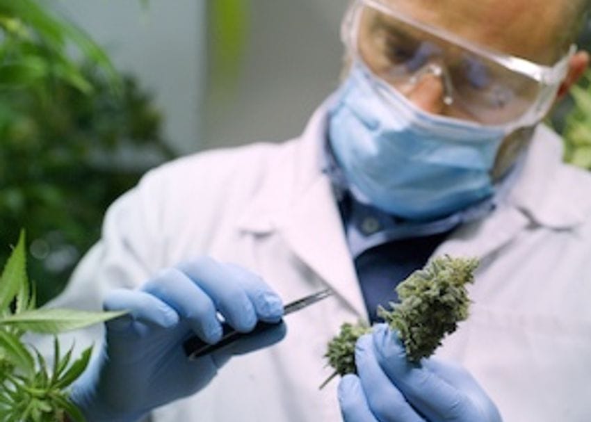 Creso Pharma secures $900k medicinal cannabis order