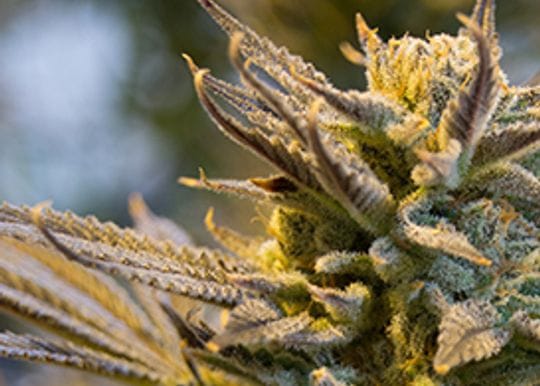 MGC Pharma receives cannabis research permit for cancer testing
