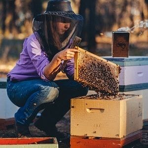 Bega Cheese launches AI innovation to protect bees