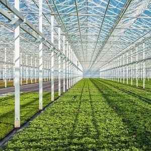 Elixinol secures foothold in Australian market with PharmaCann agreement