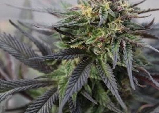 ECS Botanics unveils plans for major cannabis growing project
