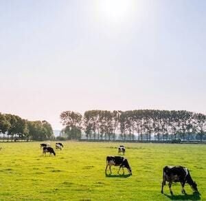 SunRice to buy Victorian dairy and beef business