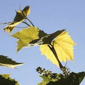 Australian Vintage named in China's wine dumping probe