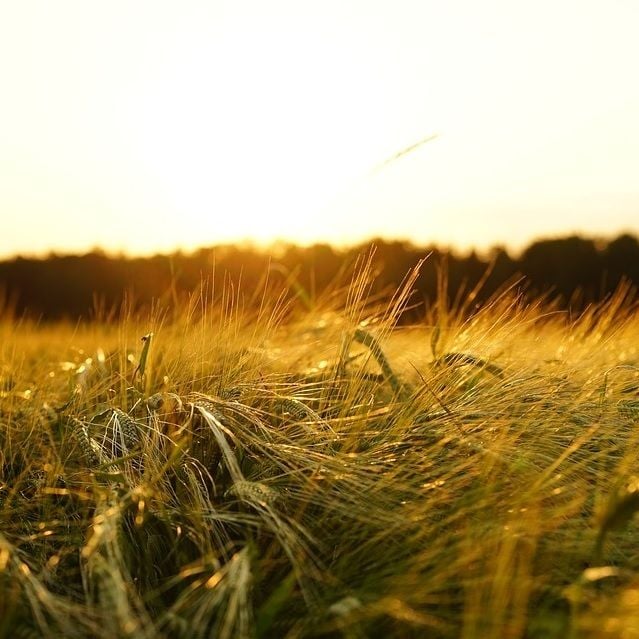 Australia's largest grain exporter banned in China