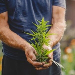 Creso Pharma welcomes TGA decision opening up commercial cannabis opportunities