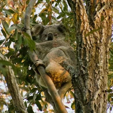 Will Environment Minister Sussan Ley let a mine destroy koala breeding grounds?