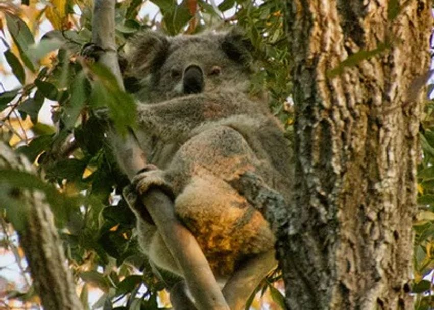 Will Environment Minister Sussan Ley let a mine destroy koala breeding grounds?
