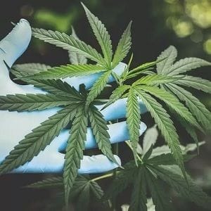 Little Green Pharma receives manufacturing licence for new cannabis facility