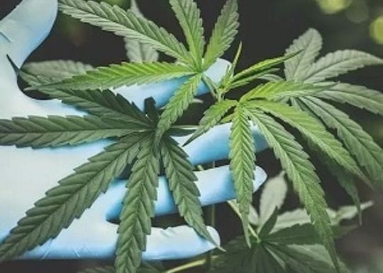 Little Green Pharma receives manufacturing licence for new cannabis facility
