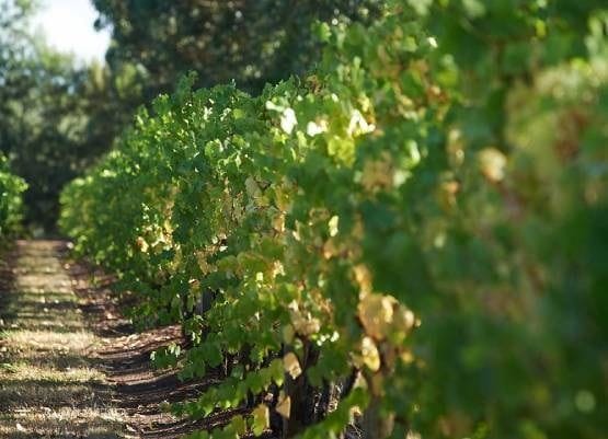 Treasury Wine Estates refuses to be crushed by Chinese reports